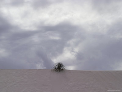 Buy A Lone Plant Sits on Top of a Dune in White Sands at AllPosters.com