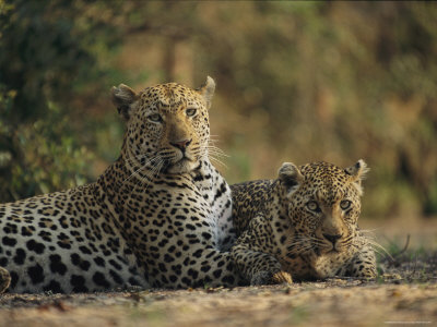 Two Full Grown Leopards