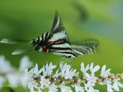 Zebra Swallowtail Butterfly Sips Nectar from a Flower