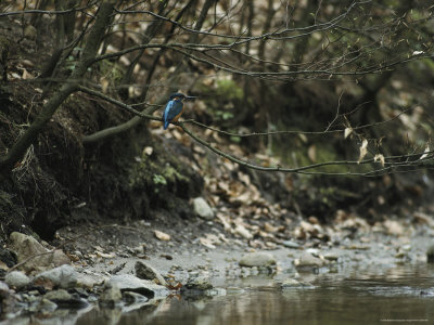 River Kingfisher Sitting on a Tree Branch over a Stream
