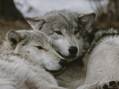 Buy Napping Gray Wolves at AllPosters.com