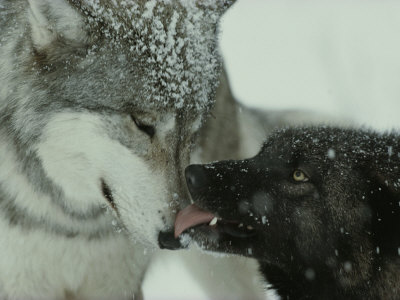 Buy Mid-Rank Gray Wolf Submits to the Alpha at AllPosters.com