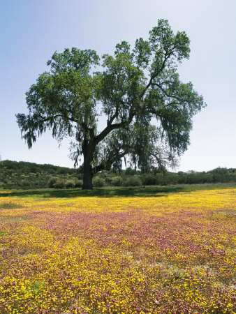 Lone Valley Oak Tree Stands in a Field of Owls Clover