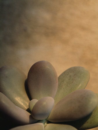 Buy Close View of an Echeveria Succulent Plant at AllPosters.com
