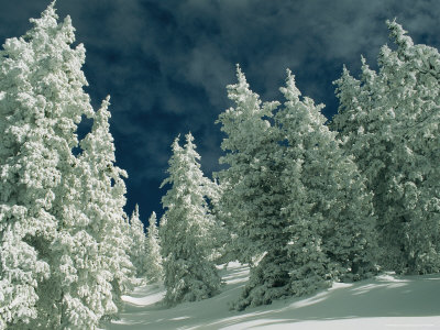 Buy Snow-Covered Evergreen Trees under a Cloudy Sky at AllPosters.com