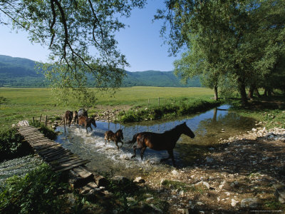 Wild Horses Cross a Stream near Montenero Val Cocchiara