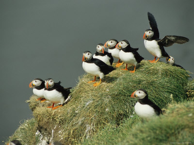 Buy A Group of Atlantic Puffins Perch on a Grass-Covered Cliff at AllPosters.com