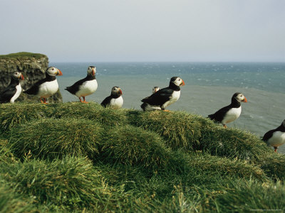 Buy A Group of Atlantic Puffins Perch on a Grass-Covered Cliff at AllPosters.com