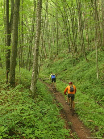 Buy Mountain Bikers on Props Run, a Single Track Trail at AllPosters.com