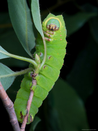 Buy A Luna Moth Caterpillar, Actias Luna, on a Twig at AllPosters.com
