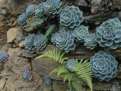 Sempervivums and Ferns Grow from a Wall of Rock