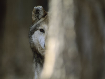 A Captive Mexican Gray Wolf Peers from Behind a Tree Trunk