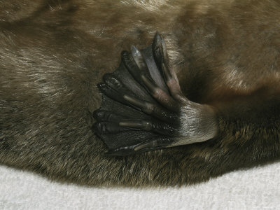 Buy Detail of the Webbed Foot of a Platypus at AllPosters.com