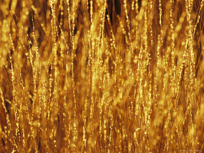 Grasses Catching the Golden Light at Sunset