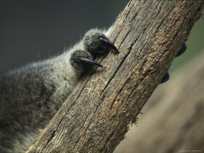 Close View of Koala Bear Claws Gripping a Wooden Post