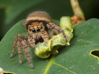 A Jumping Spider, Phidippus Species, Feeding on a Caterpillar