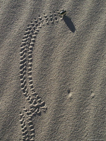 Circus Beetle Leaves Tracks in the Sand, Death Valley National Monument, California