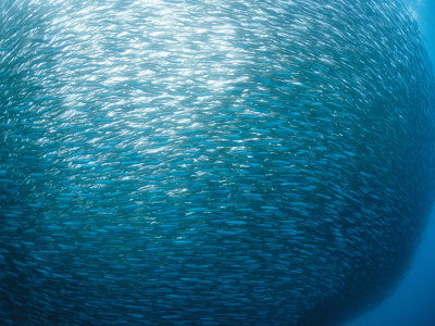 Huge School of Anchovies Photographed off the Coast of Argentina