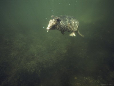 Buy Nine-Banded Armadillo Swimming Underwater, Melbourne, Florida at AllPosters.com