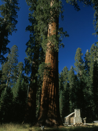 Buy Giant Sequoia Tree Towers over a Rustic Museum Building, Yosemite National Park, California at AllPosters.com