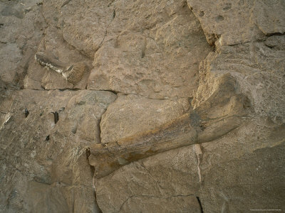 Buy Dinosaur Fossils Embedded in Rock at AllPosters.com