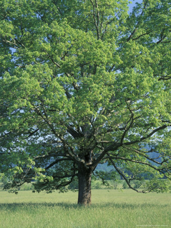 Bur Oak in Cades Cove, Great Smoky Mountains National Park, Tennessee, USA