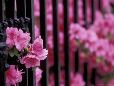 Azalea Blossom, Charleston, South Carolina, USA