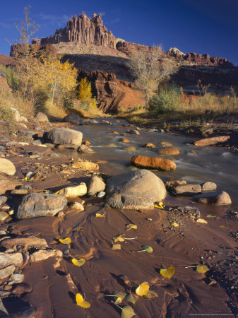 Cottonwood Leaves along Sulphur Creek, The Castle, Capitol Reef National Park, Utah, USA