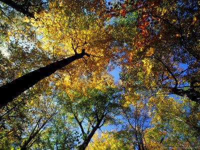 Greeley Ponds Trail, Northern Hardwood Forest, New Hampshire, USA