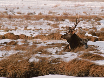 Elk at Jackson Hole, National Elk Refuge, Wyoming, USA