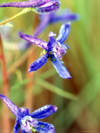 Wildflower, Washington, USA