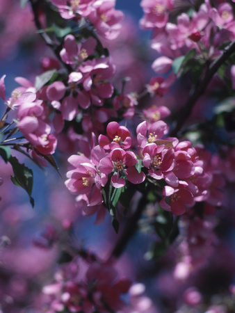 Blooming Spring Blossoms