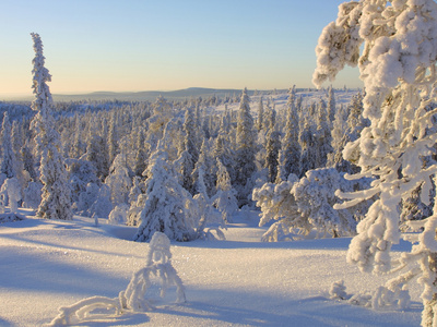 Sunlight Shining on a Frozen Landscape with Pine Trees Covered in Cold Snow
