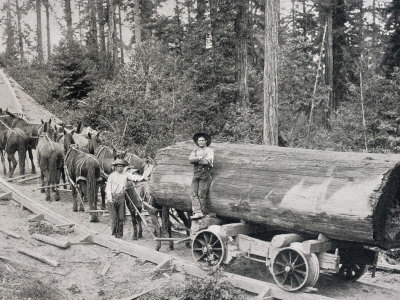 Horses are Used to Pull Large Tree Trunks on Railway Carriages in California