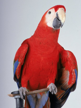 Scarlet Macaw