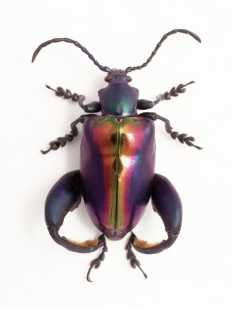 Close-up of Plastic Bug Poster