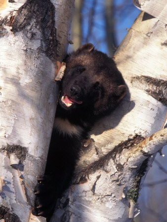 Buy Wolverine in Tree, Gulo Luscus, AK at AllPosters.com