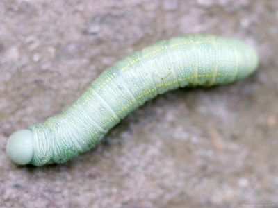 Green Caterpillar