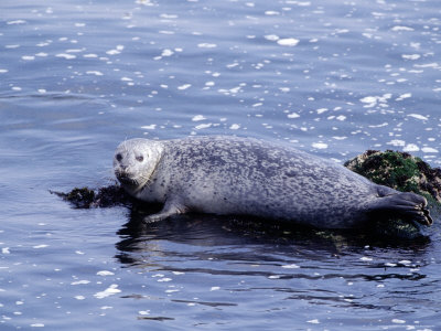 Harbor Seal Resting on Rocks, Phoca Vitulina, CA