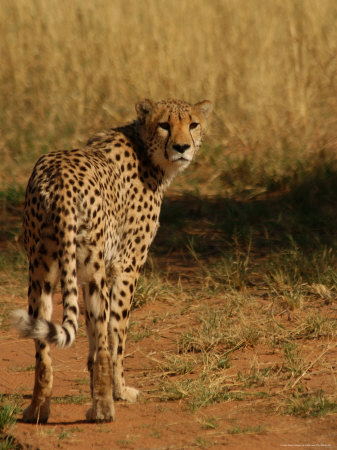 Cheetah, Nambia Africa