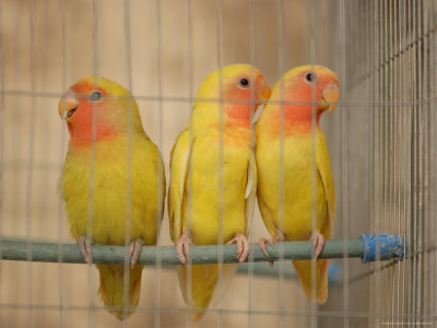 Birds in a Bird Cage, Havana, Cuba