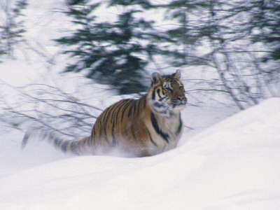 Siberian Tiger in Snow