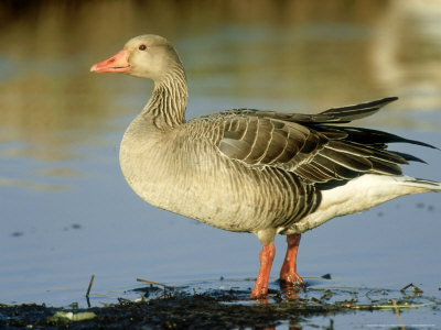 Greylag Goose, Male, Hornborga, Sweden