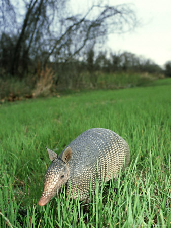 Buy Nine-Banded Armadillo, Texas, USA at AllPosters.com