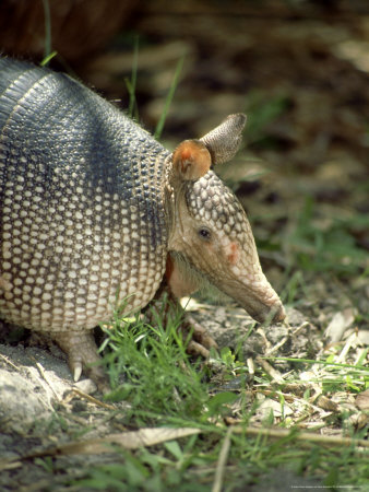 Buy Nine-Banded Armadillo, Florida, USA at AllPosters.com