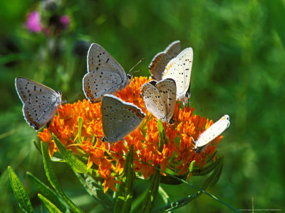 Grey Copper Butterflies, Feeding, Minnesota