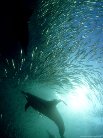 Common Dolphin, Hunting, South Africa