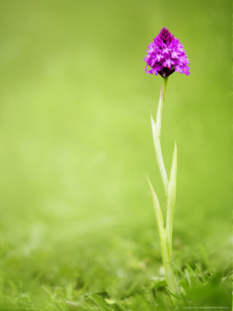 Pyramid Orchid, Devon, UK