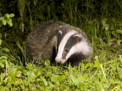 Buy Badger, Foraging, Vaud, Switzerland at AllPosters.com
