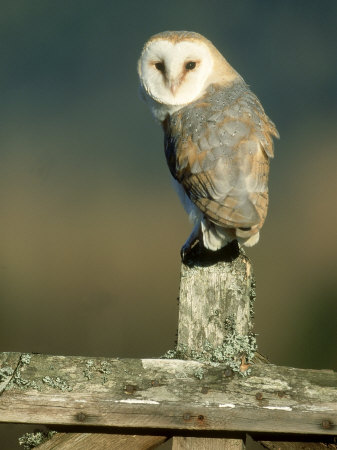 Barn Owl on Fence Post, UK